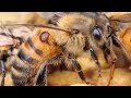 Formation 3 les ruchers parinet la gestion varroa au printemps