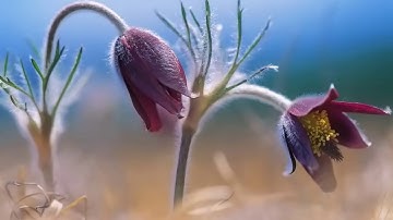 من أجمل الاصوات وأعزبهاا🌹سورة الكهف🌹للقارئ يوسف أبكر