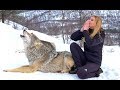 I HOWL WITH NORWEGIAN WOLVES WOLF HOWL