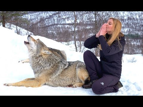 וִידֵאוֹ: למה זאבים מייללים