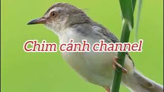 Tiếng Chim Sâu Lác - Chiền Chiện mồi cực chuẩn dùng để bẫy loa