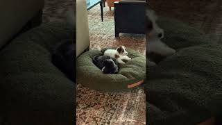 Episode 2 Introduces A New Character Gusellendegeneres portiaderossi