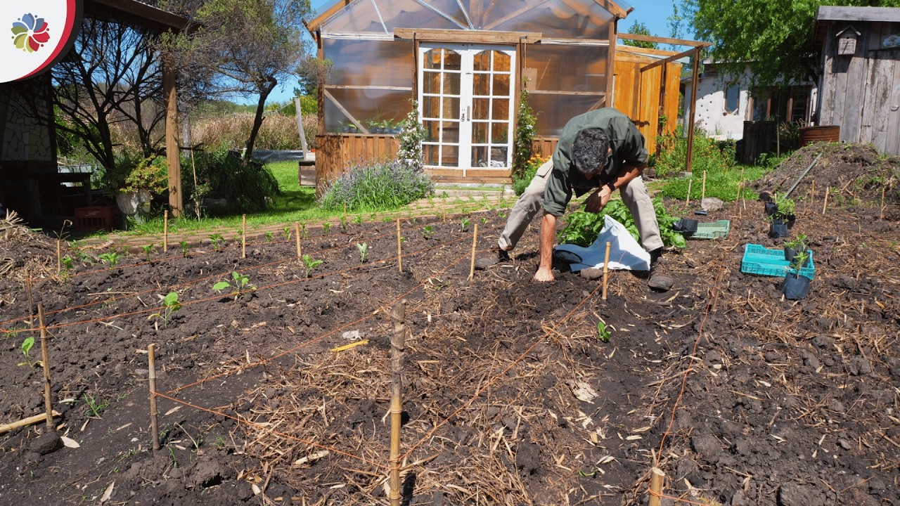 Así TRASPLANTO tomate, berenjena, pimientos y papa a tierra en la Mini Granja 👨‍🌾