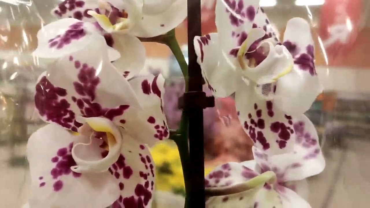 27.02.26г.Шикарные орхидеи Коты, пилор, бабочка в Глобусе Москва,М Саларьево, ТЦ Саларис. 