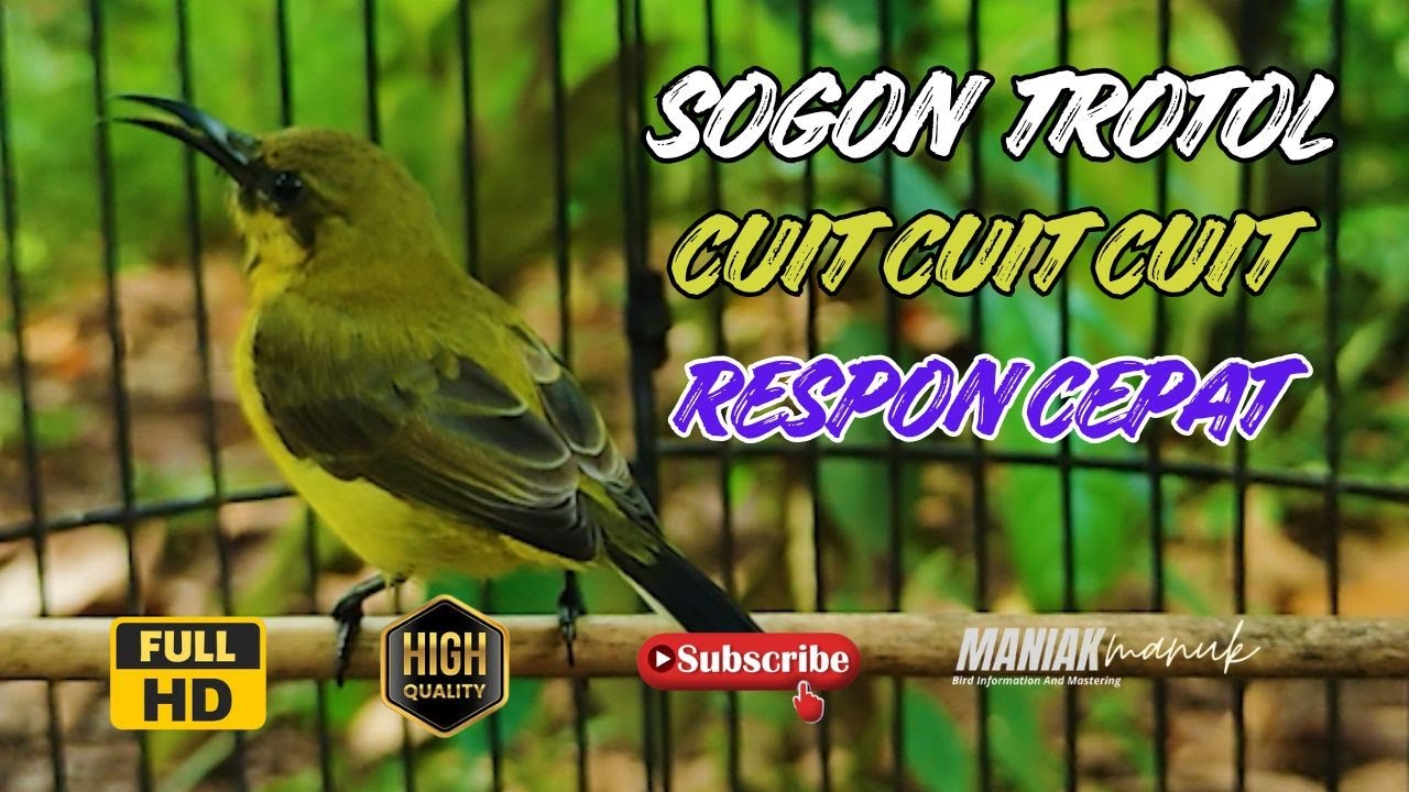 CUIT CUIT SOGON TROTOL, BIKIN BUNYI SEMUA SOGON