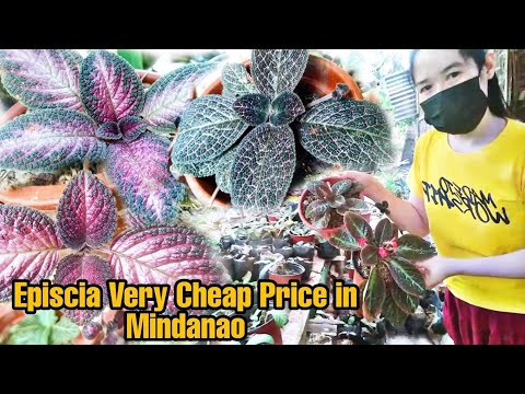 วีดีโอ: Episcia Flame Violet Houseplants - วิธีปลูกต้นเฟลมไวโอเล็ต