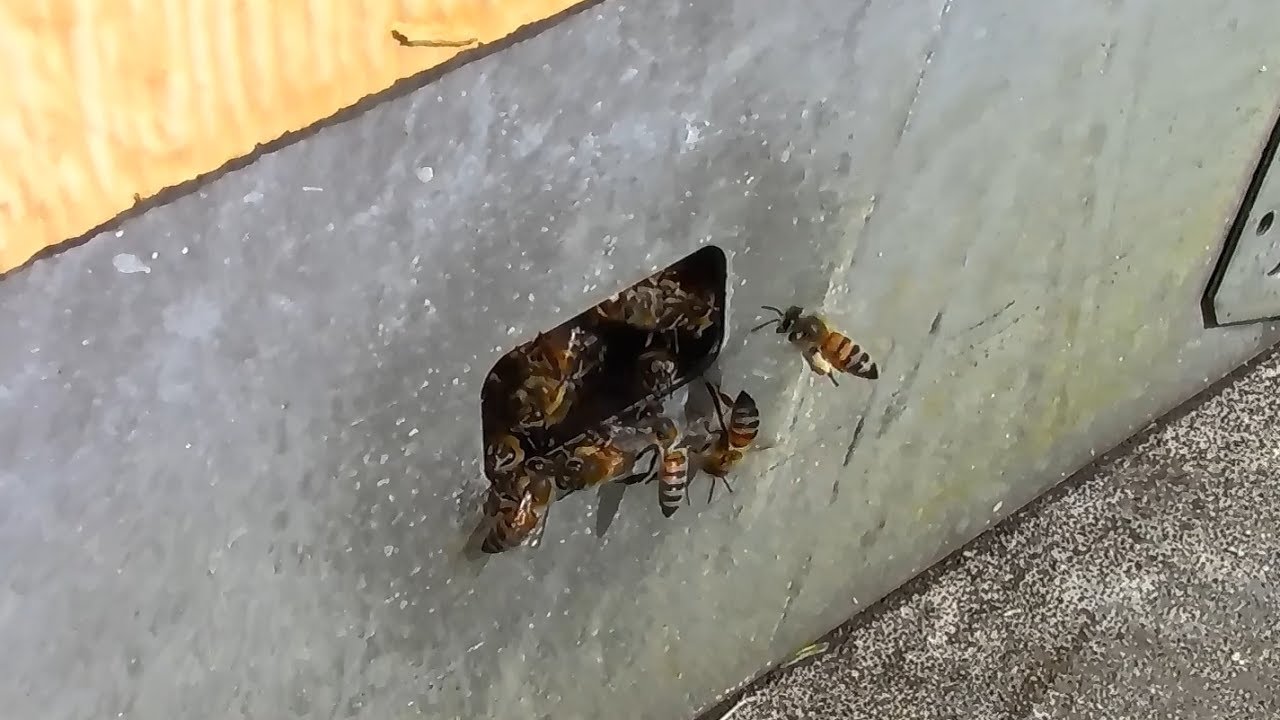 Bees Under Tool Shed YouTube