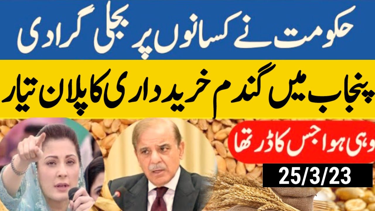 wheat price in pakistan 2024/ wheat support price 2024| gundam ka rate ...