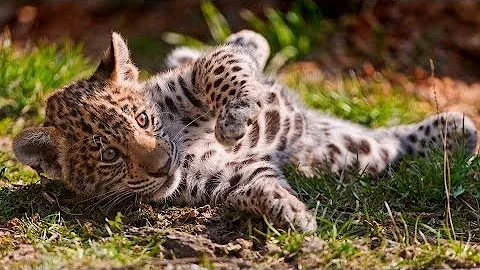 Jaguar Documentary - The Real King Of The Jungle - History Channel HD