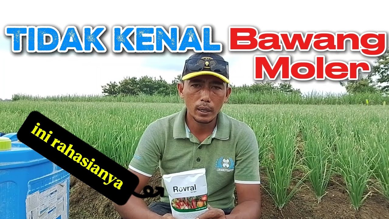 Banyak petani lalai!! Lupa akan ini, #petanimilenial #teknikpertanian 