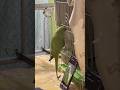 Kar do mujhe viral mitthu video #parrot #talkingparot #shortsfeed #birds #nonstoptalkingparrot