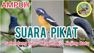 Pikat Selendang Biru, Mugimaki, Jinjing Batu