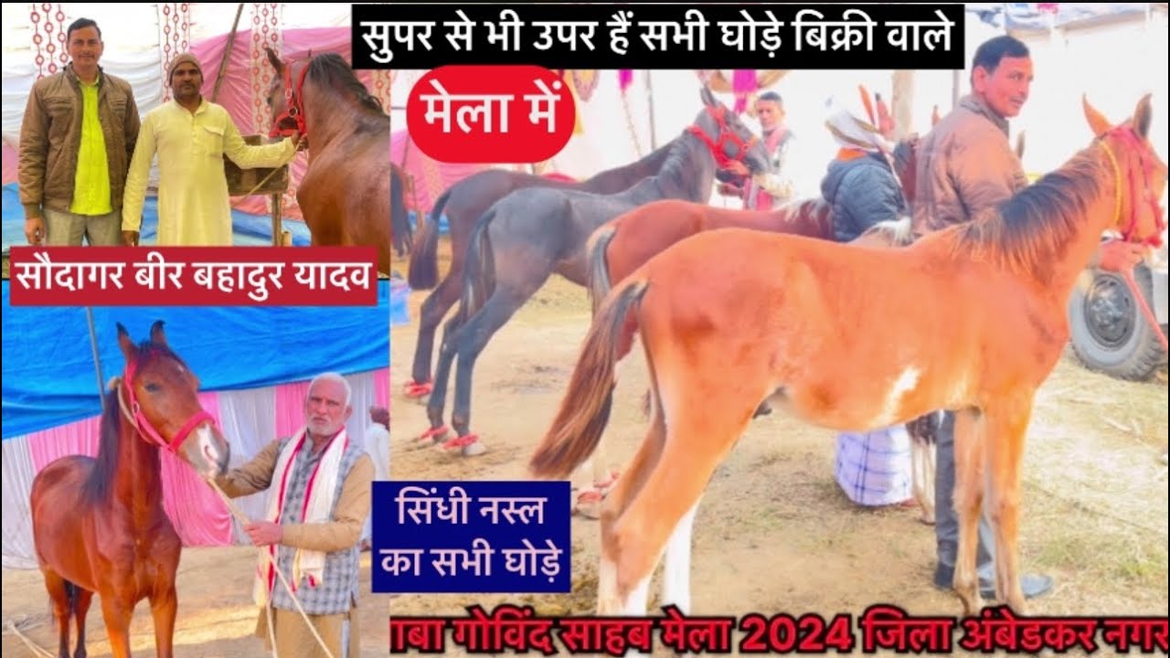 सुपर से भी ऊपर है सभी घोड़े बिक्री वाले मेला में सौदागर बीर बहादुर यादव बाबा गोविंद साहब मेला 2024