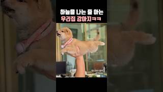 하늘을 나는 줄 아는 우리집 강아지