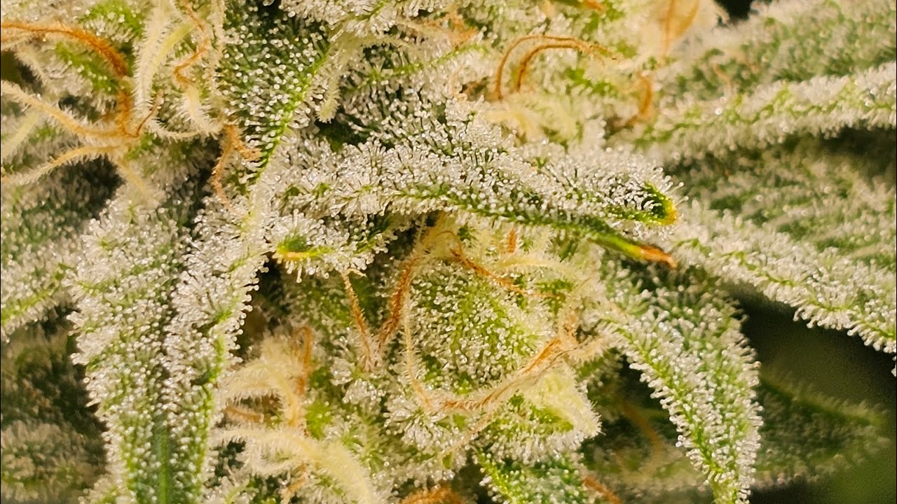 Round 2 - PRIZE PHENO - Fat Bastard by Blimburn Seed - Clone Run