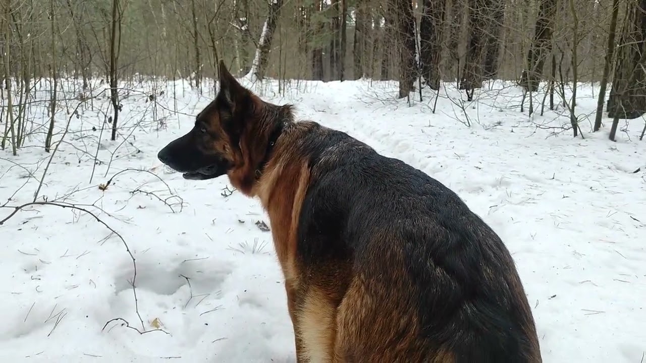 A walk through the winter forest with a pregnant female dog.