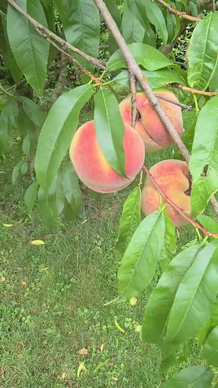 Leckere Pfirsiche aus dem eigenen Garten Pfirsiche 🍑 😋 #gesundessen # ...