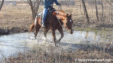 RY Little Powerplay - trail riding through water, woods, working gate! - ValleyViewRanch.net