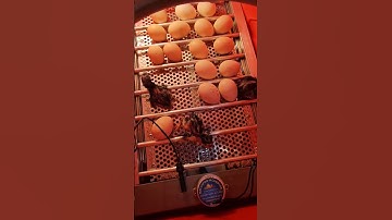 Chicken eggs hatched in incubator #Hatchpro #incubator