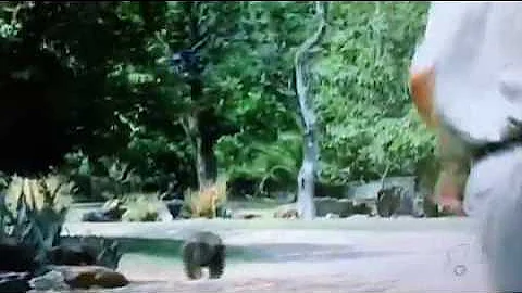 Stoffel the honey badger