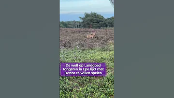 Kevin en hond Donna werden verrast door een speelse WOLF | #shorts