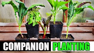 Companion Planting - The Definitive Guide