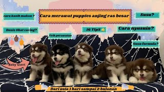 Cara merawat bayi anjing yang baru lahir /puppies ras besar. #malamute #video