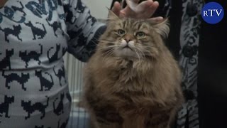 СИБИРСКИЕ КОШКИ - ГОРДОСТЬ РОССИИ ИЛИ ГОЛОСУЙ ЗА НАСТОЯЩИХ ПАТРИОТОВ! / rublevkaTV СИБИРСКИЕ КОШКИ - ГОРДОСТЬ РОССИИ ИЛИ ГОЛОСУЙ ЗА НАСТОЯЩИХ ПАТРИОТОВ! / rublevkaTV
