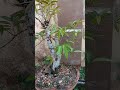 9 Years Ol Star Apple Bonsai