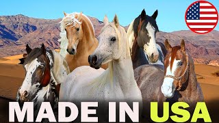 All 5 American Horse Breeds with Arabian Blood (Then & Now with Modern Breeders)