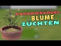 Sims 4 - Paradiesvogelblume zchten - YouTube