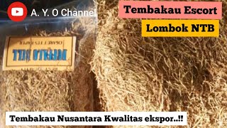 review tembakau Original Escort Lombok NTB