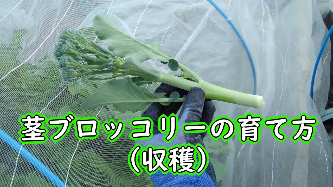 茎ブロッコリーの育て方 収穫 Youtube