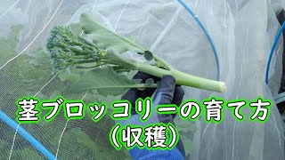 茎ブロッコリーの育て方 収穫 Youtube 茎ブロッコリーの育て方 収穫 Youtube