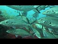 FISH,FISH AND MORE FISH!! BUNBURY'S OWN NINGALOO...