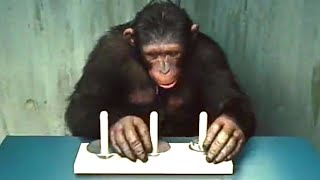 Cena Inicial | Planeta dos Macacos: A Origem (2011) DUBLADO HD