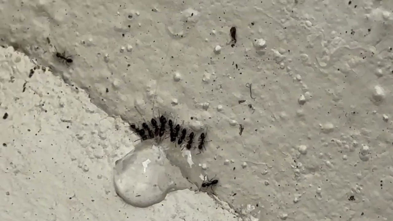 Ant gel baiting in Mount Lawley 