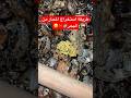 عبادي في اسطنبول استخراج الميديا السعودية اكسبلور  اسطنبول  تركيا محار