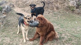 Germanshepherd Tibetanmastiff ball kai liai fight 😅😅 Rottweiller #rott #gsd #tm by The Pahadi Dogs 249 views 11 months ago 30 seconds
