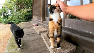 縁側で寝ていた三毛猫と黒猫をナデナデしてきた