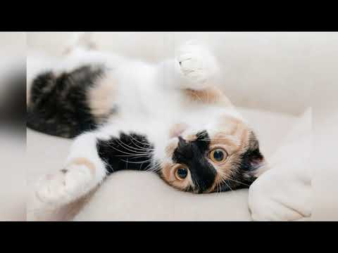 Видео: Как найти пропавшую кошку