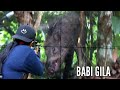 GILA‼️TOP WILD BOAR HUNTERS ATTACKS BABI MOSTER NGAMUK