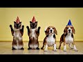 Best Friends Cat and Dog Dancing Together Viral Cats and Dogs Dance #cat #dog #puppy