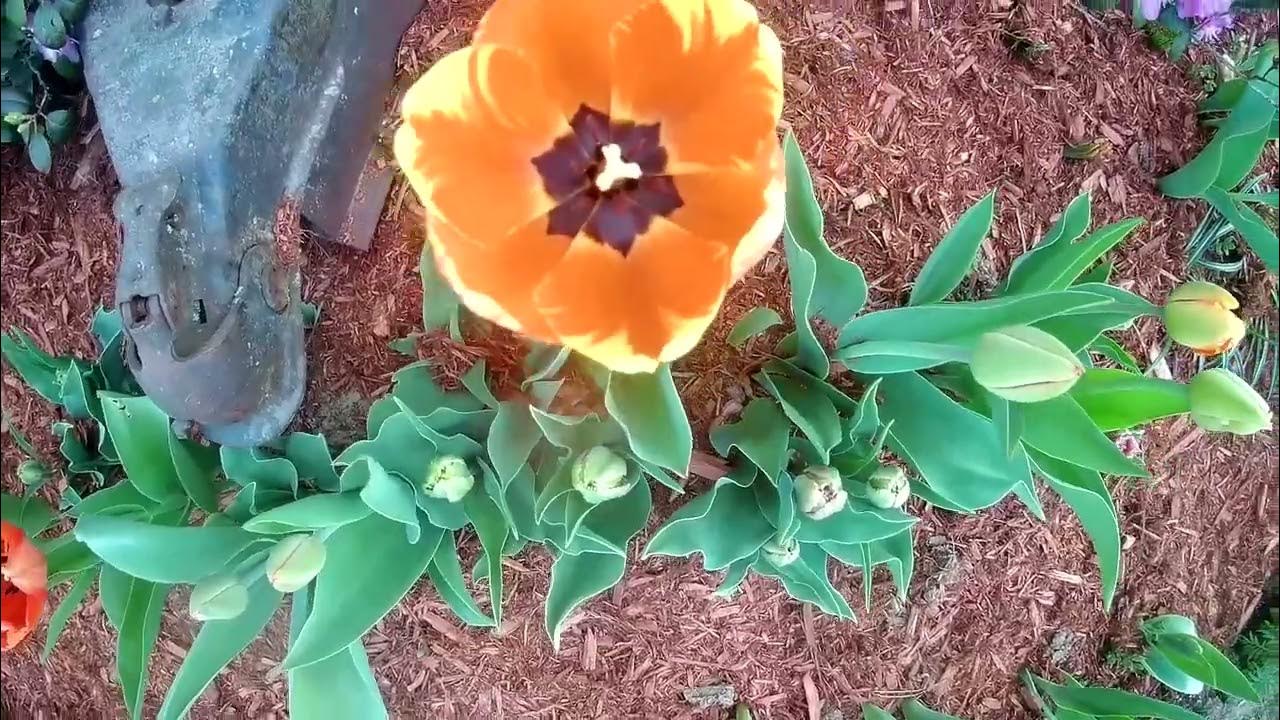 Why Is Tip Toe Thru The Tulips Scary Tip Toe through the Tulips - YouTube