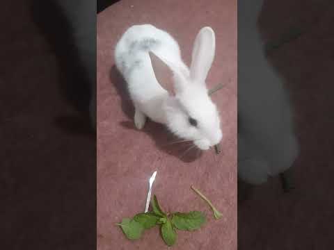 اینم مهمان امشب ما