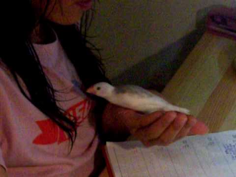 白紋鳥長大了在咬媽咪的手和頭髮