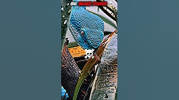 Big Snake Power 💀 #shorts