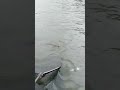 щука Обь рыбалка трофей #shorts