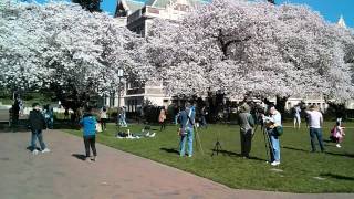 Time lapse of the annual cherry blossom @ UW Quad