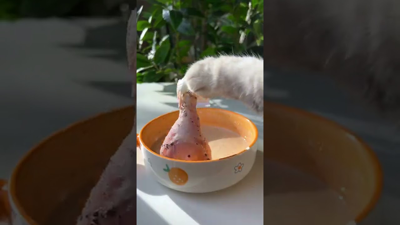 Chef cat changan